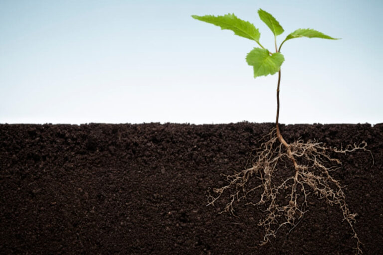 Von der Wurzel bis zur Kapsel Titelbild